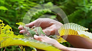 Garden people picking the leaf, Kratom leaves in the garden (Mitragyna speciosa) Mitragynine, Drugs and Narcotics