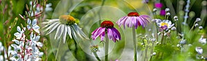 Garden with perennials Echinacea - coneflower photo