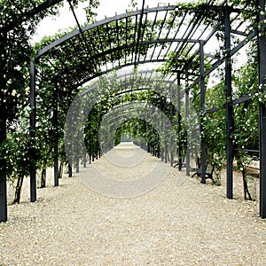 Garden pergola