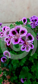 Garden Perple flowers