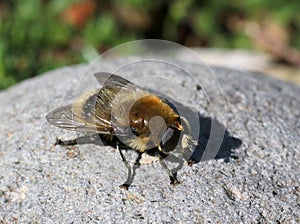 Garden Pest: Narcissus Bulb Fly