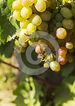 Garden pest predatory wild Wasp destroys the fruit of grapes