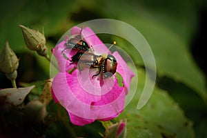 Garden Pests - Japanese Beetles photo