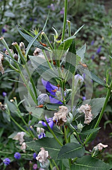 Garden pests