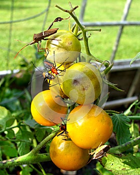 Jardín sobre el cereza tomates 