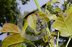 Garden pests on a wisteria tree Stem