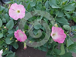 Garden petunia integrifolia. When grown for gardening, these flowers are relatively easy to grow, can survive in hots. photo