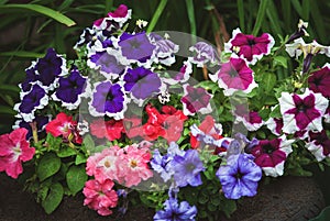 Garden petunias, Petunia hybrida purple red blue white flowers in backyard flowerbed