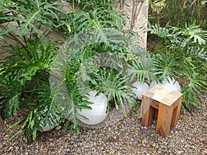 Garden with Philodendron Tree and rustic wood stool