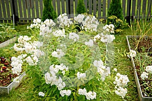Garden phlox, paniculata Phlox, bright white summer flowers. Blooming branches of phlox in the garden on a sunny day