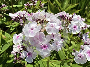 Garden phlox Phlox paniculata, Perennial phlox, Summer phlox, Hohe Flammenblume, Der Hohe Stauden-Phlox, Rispige Flammenblume