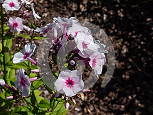 Garden Phlox (Phlox paniculata) \'Swizzle\' flowering with pink flowers with large raspberry eye center in the