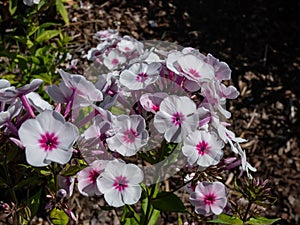 Garden Phlox (Phlox paniculata) \'Swizzle\' flowering with whitish pink flowers with large raspberry center