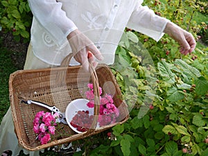 Garden: picking fresh raspberries