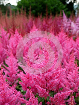 Garden: pink Astilbe flower border