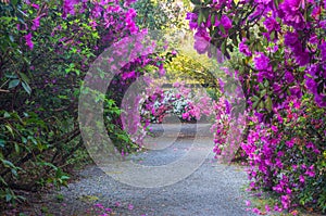 Garden of Pink Azaleas in Charleston SC