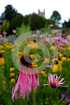 Garden: pink Echinacea Purpurea coneflowers