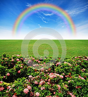 Garden pink flower lawn blue sky
