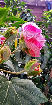 Garden Pink Flower Portrait Picture