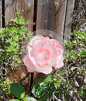 Garden pink flower in sunshine