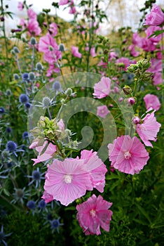 Garden: pink hollyhock flowers