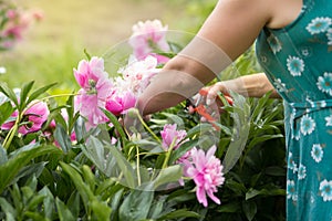 Garden pink peonies. Female gardener pruning flowers for a bouquet using secateurs. large photo of hands