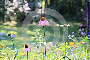 Garden with Pink and Purple Coneflowers