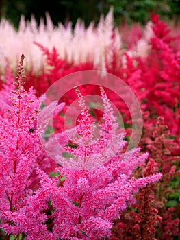 Garden: pink and red Astilbe flowers