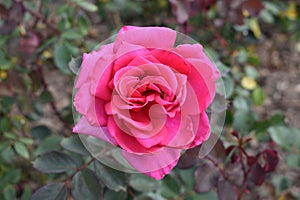 GARDEN PINK ROSE AND GREEN LEAVES CLOSE UP