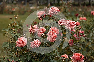 Garden pink roses vintage color