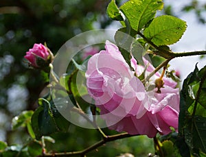 garden pink tea rose drops after rain flower background