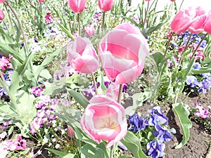 Garden with pink tulipans in spring in blossom photo