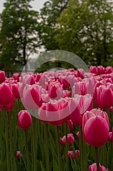 Garden of pink tulips in spring. Beautiful May flowers blooming in park. Vertical botanical photo