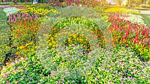 Garden of pink Wishbone flower, red Wool flowers, yellow Cosmos and colorful flowering plant blooming in a green leaves