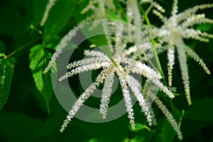 Garden plant Aruncus dioicus blooming in a summer time.