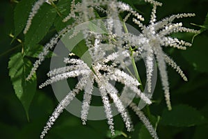 Garden plant Aruncus dioicus blooming in a summer time.