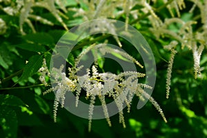 Garden plant Aruncus dioicus blooming in a summer time.