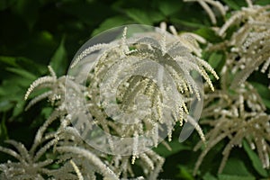 Garden plant Aruncus dioicus blooming in a summer time.