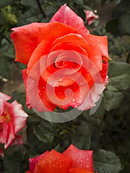 ..garden plant orange rose. decorative bush with roses. rose for background