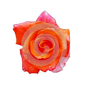..garden plant orange rose. decorative bush with roses. rose for background