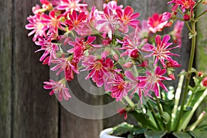 Garden plant with pink petals and textspace