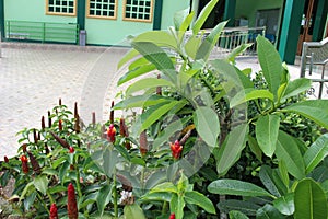 The garden is planted with several plants including Pacing pentul or Costus spicatus. photo