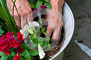 Garden - Planting Flowers