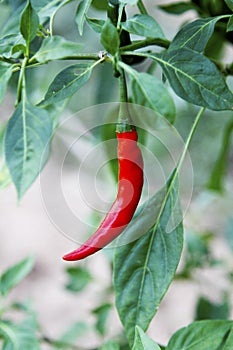 Garden plants