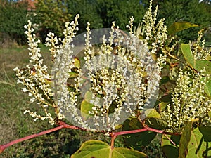 Garden plants in autmn