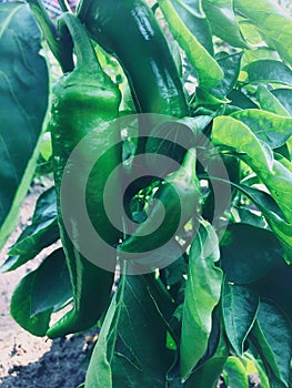 Garden plants bell peppers