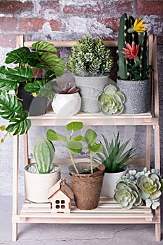 garden plants on a bookcase in a home decoration.