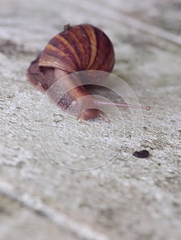 Garden plants destroyer, snail,  on white painted concrete block garden wall