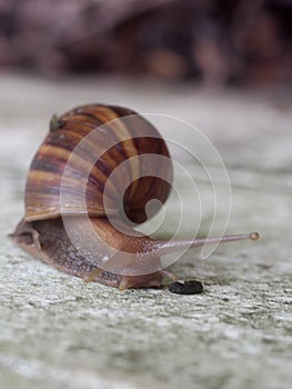 Garden plants destroyer, snail, on white painted concrete block garden wall creeping slowly and peacefull