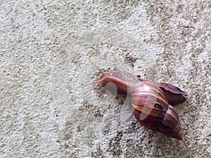 Garden plants destroyer, snail, on white painted concrete block garden wall creeping slowly and peacefull